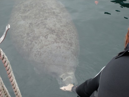 Manatee swimming right next to our boat!