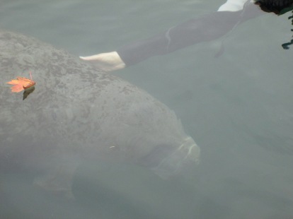 Some manatees really enjoy human interaction and will swim right up to the boat to be scratched!