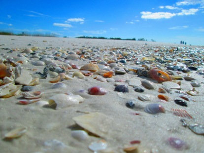 Both Fort DeSoto and Shell Key are great for shelling