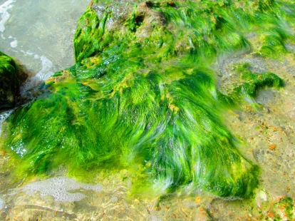 A rock covered in soft, fluffy seaweed. It felt like carpet!