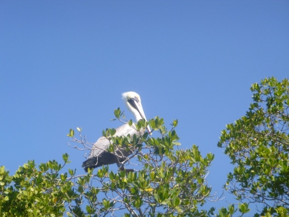 This park is part of the Great Florida Birding Trail